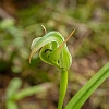 _17C8597 Greenhood Orchid 3